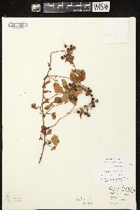 Rubus fulleri image