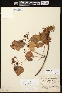 Rubus fulleri image