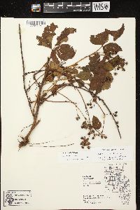 Rubus fulleri image