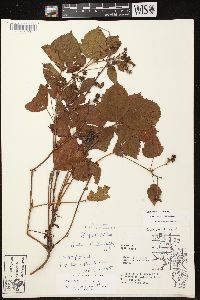 Rubus fulleri image