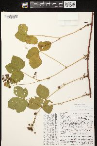 Rubus fulleri image