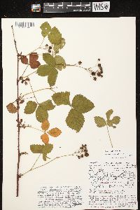 Rubus fulleri image