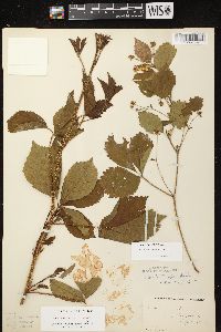 Rubus fulleri image