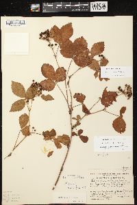 Rubus fulleri image