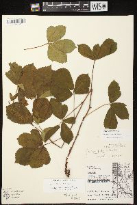 Rubus fulleri image