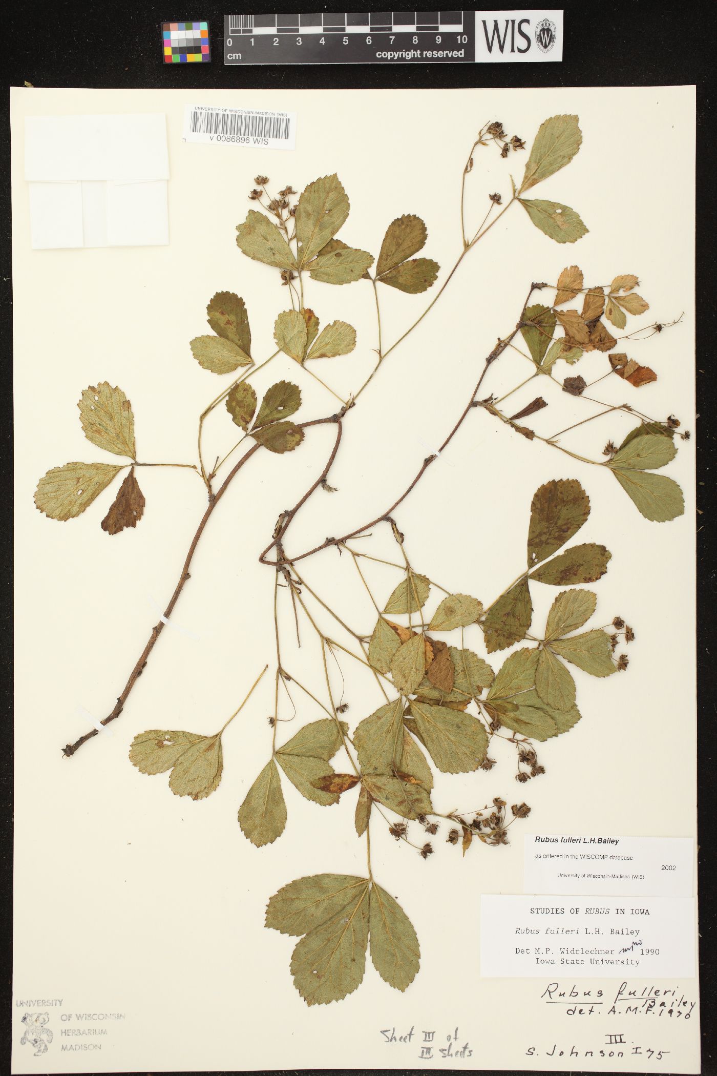 Rubus fulleri image
