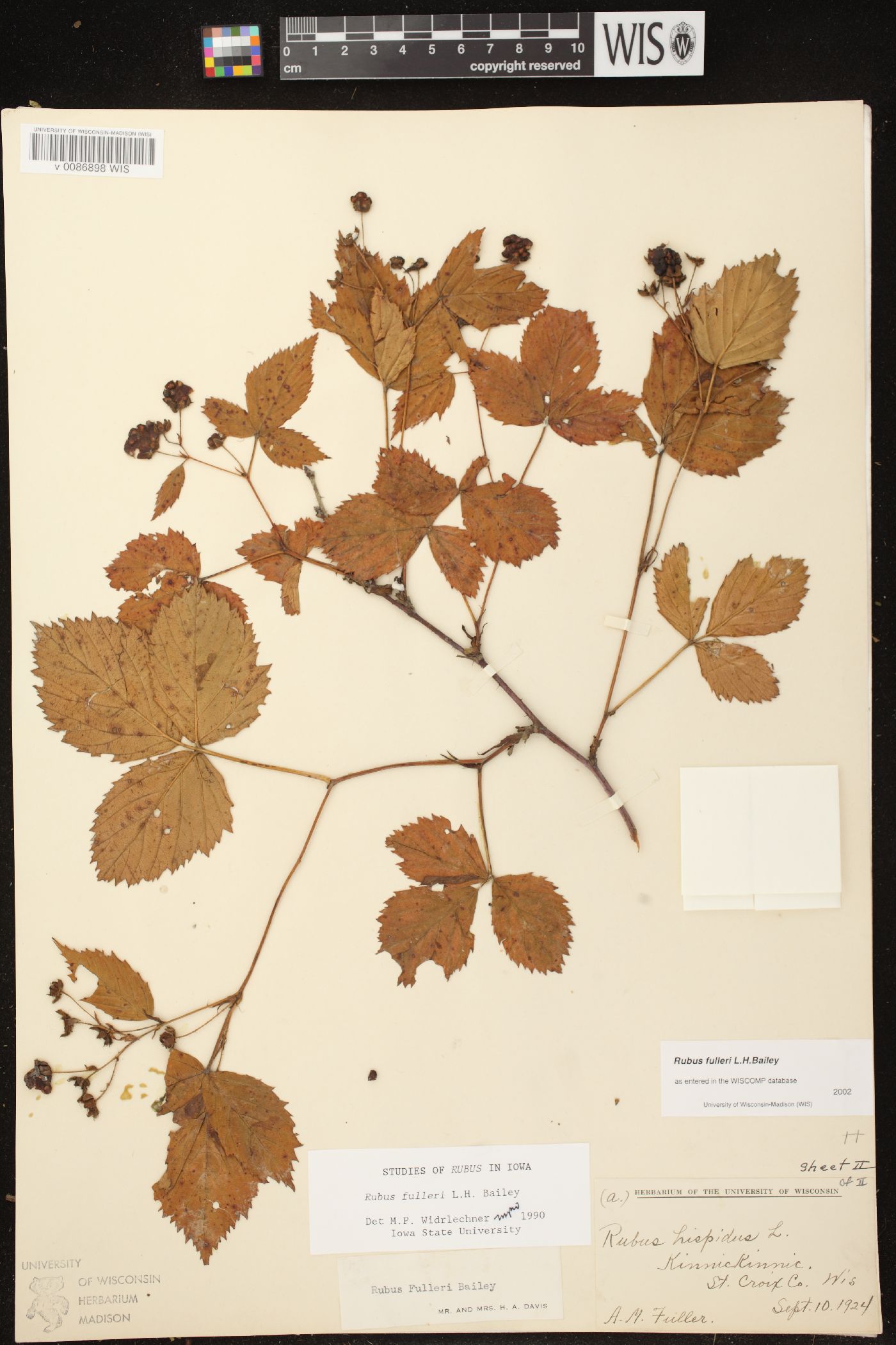 Rubus fulleri image