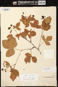 Rubus fulleri image