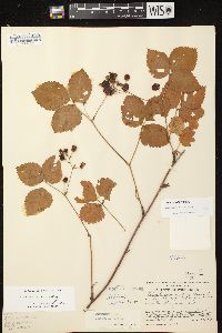 Rubus fulleri image