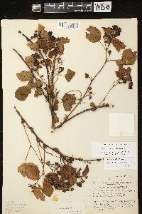 Rubus fulleri image