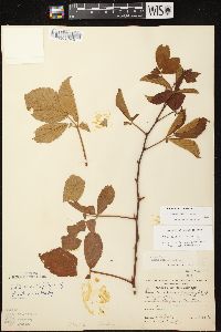 Rubus fulleri image