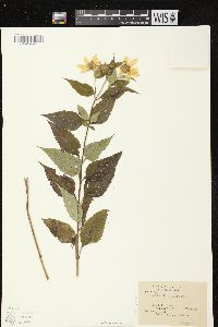 Helianthus decapetalus image