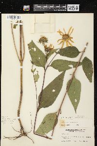 Helianthus decapetalus image