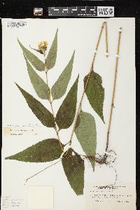 Helianthus decapetalus image