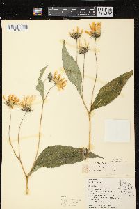 Helianthus decapetalus image