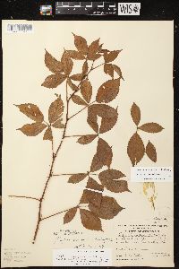 Rubus missouricus image