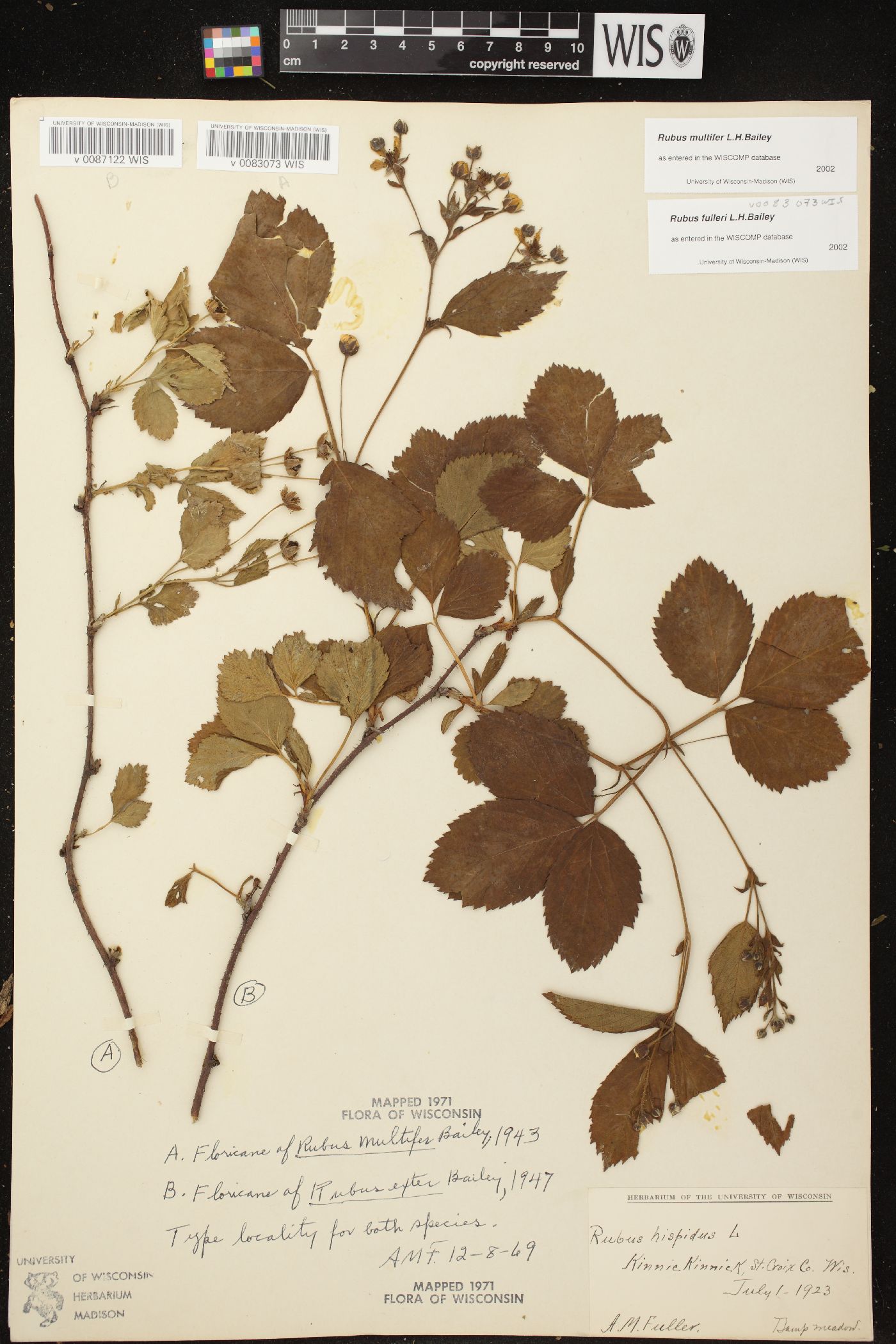 Rubus multifer image