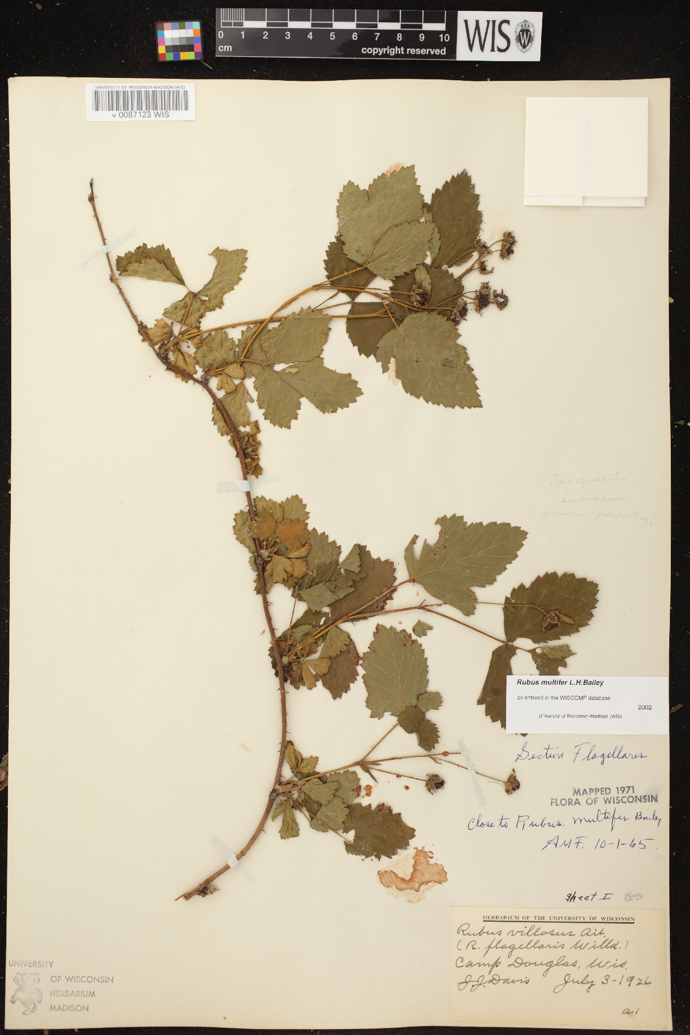 Rubus multifer image