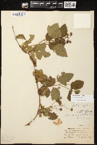 Rubus multifer image