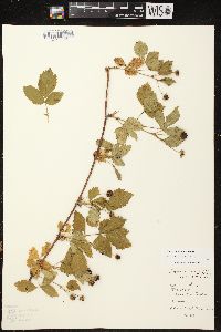 Rubus multifer image