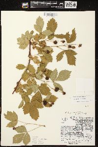 Rubus multifer image