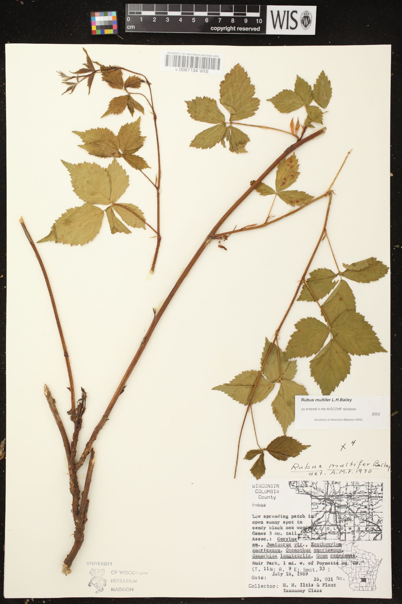 Rubus multifer image