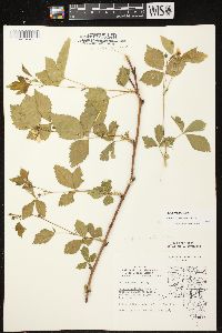 Rubus enslenii image