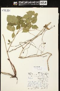 Rubus enslenii image