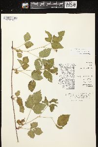 Rubus enslenii image