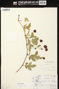 Rubus enslenii image