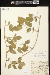 Rubus enslenii image