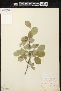 Amelanchier spicata image