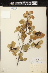 Amelanchier spicata image