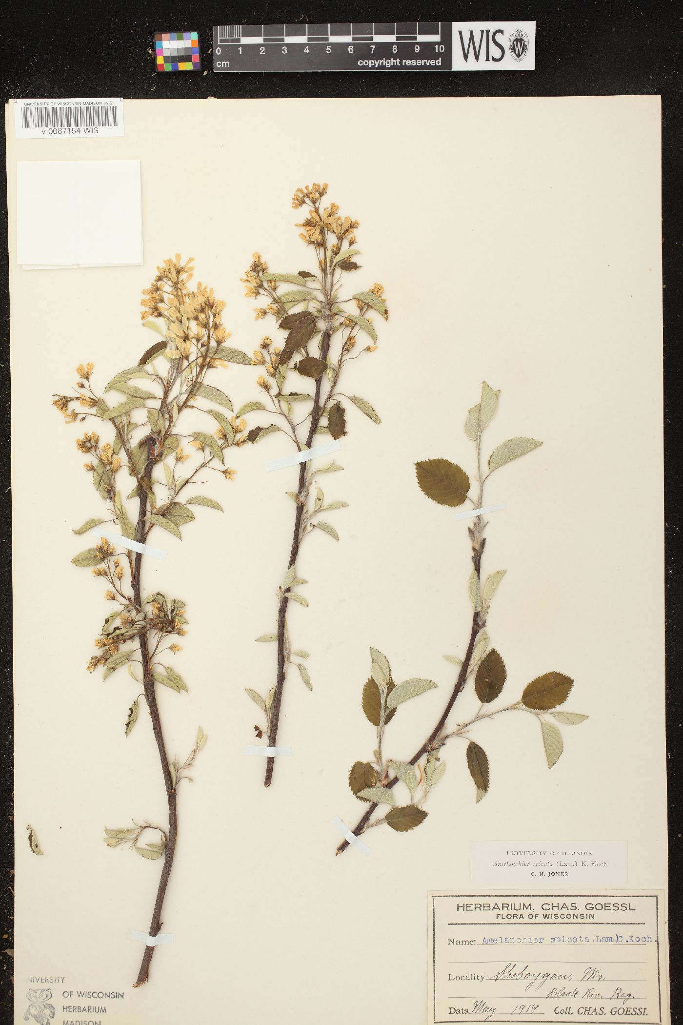 Amelanchier spicata image