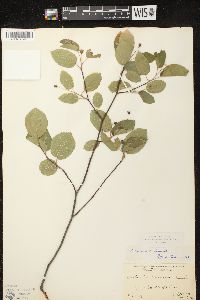 Amelanchier spicata image