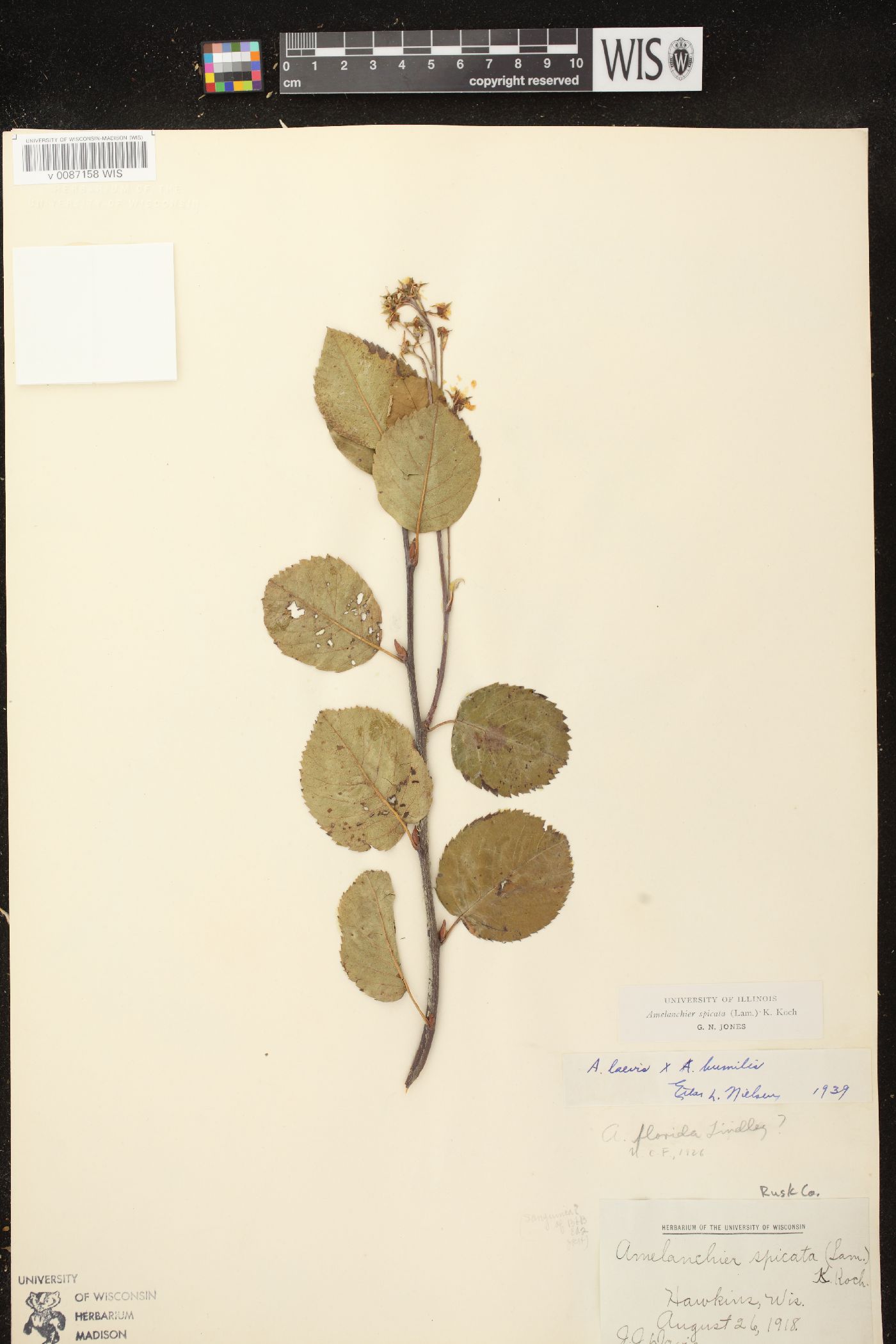Amelanchier spicata image