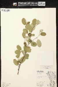 Amelanchier spicata image