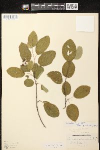 Amelanchier spicata image