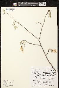 Amelanchier sanguinea image