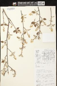 Amelanchier spicata image