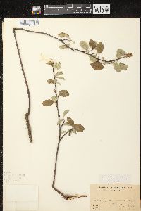 Amelanchier spicata image