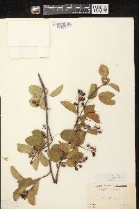 Amelanchier spicata image