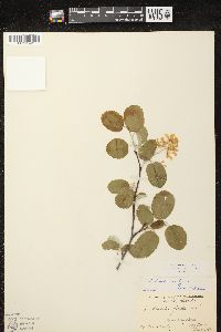 Amelanchier spicata image