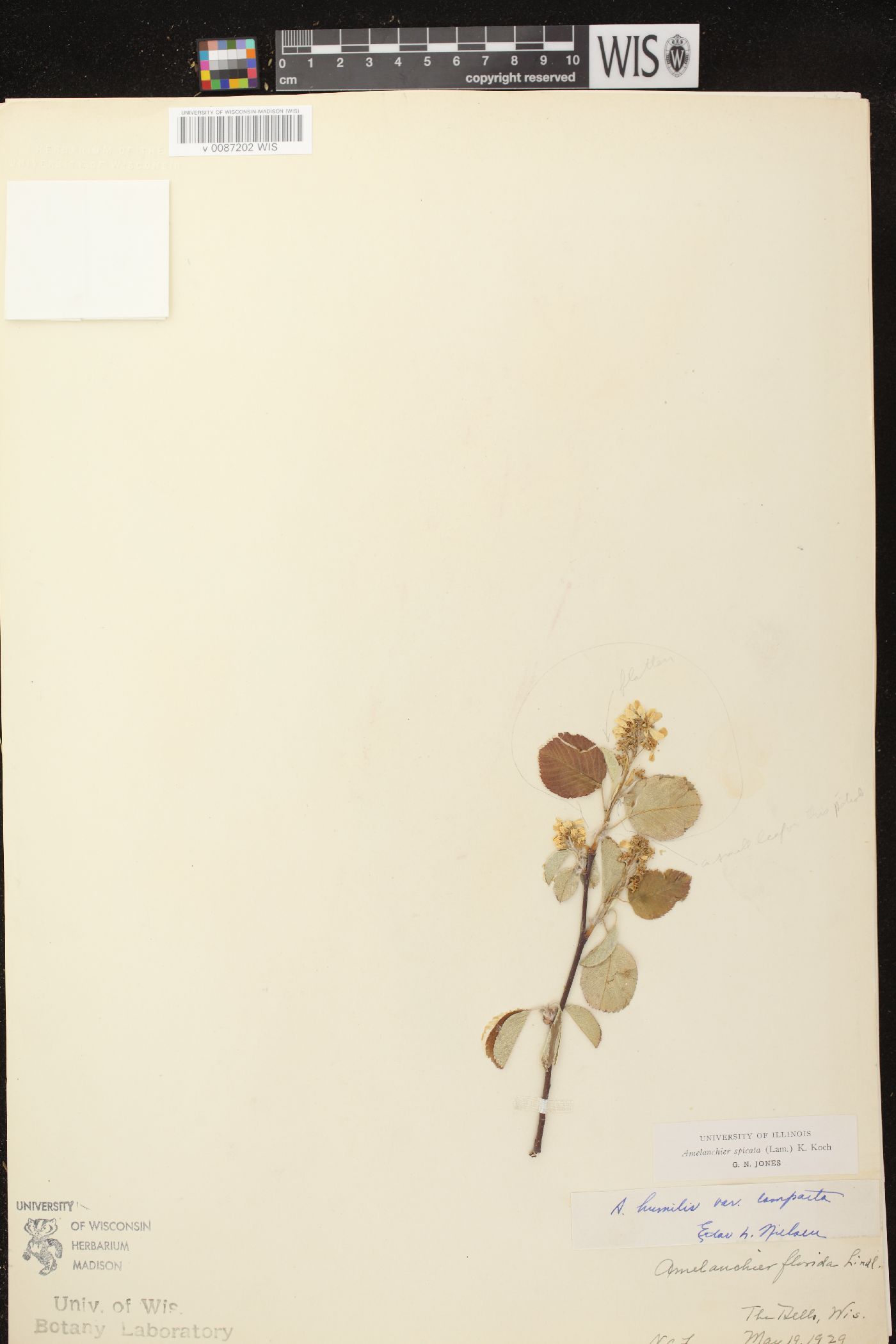 Amelanchier spicata image