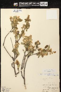 Amelanchier spicata image