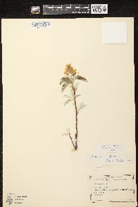 Amelanchier spicata image