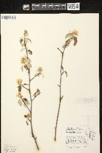 Amelanchier spicata image