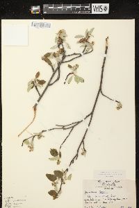 Amelanchier spicata image