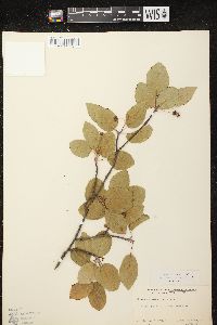 Amelanchier spicata image