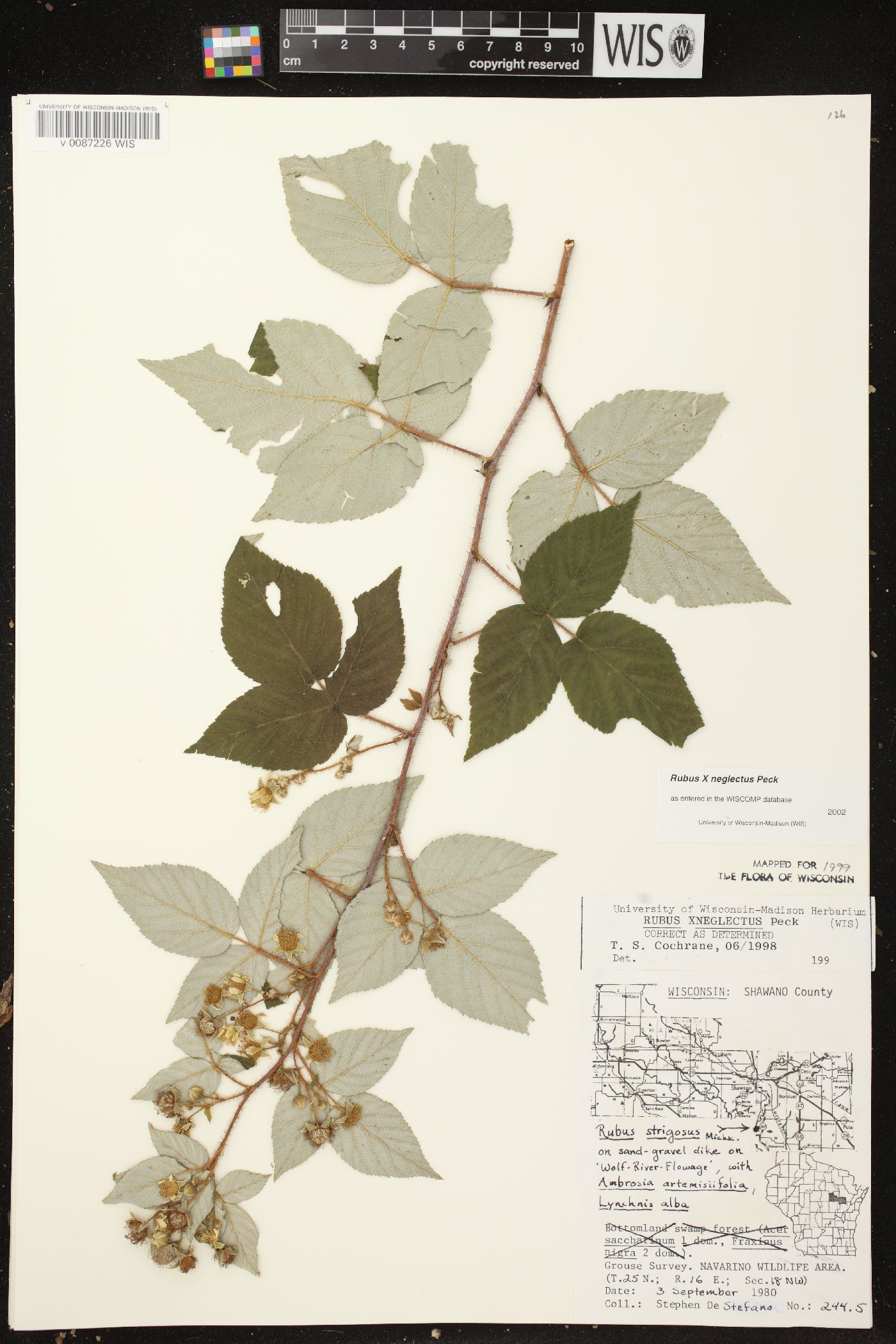 Rubus x neglectus image
